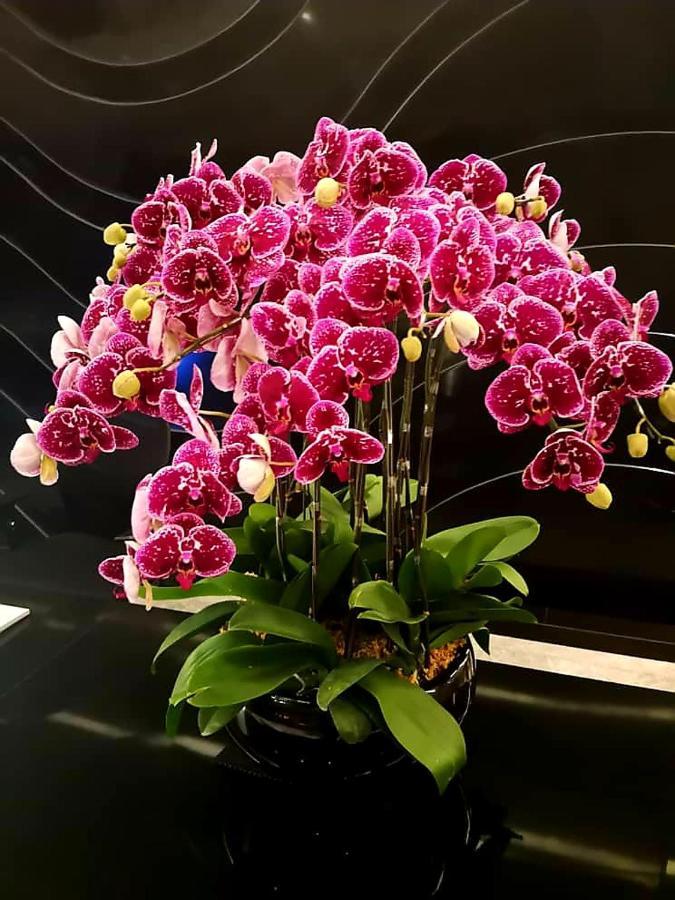 فندق جولدن كورت - تون عبد الرازق جوهر بهرو المظهر الخارجي الصورة